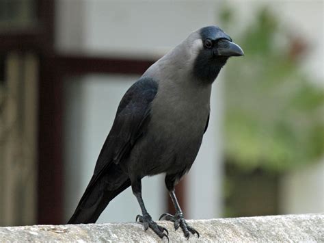 Safari Ecology Indian House Crows And Invasive Aliens