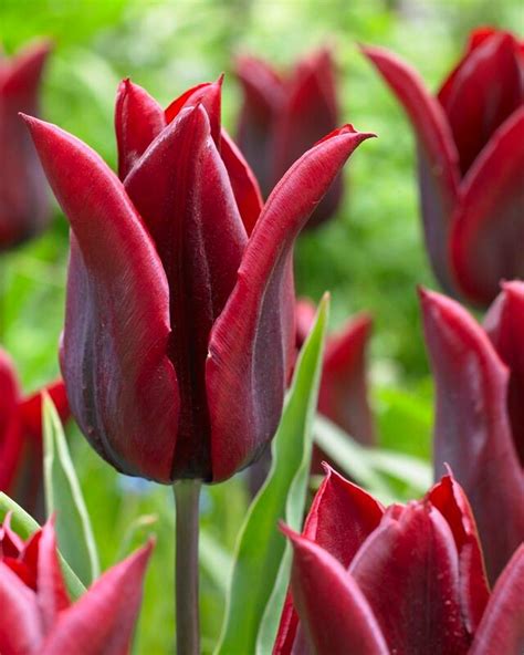 Tulipa Lily Flowering Lasting Love Tulip From Adr Bulbs