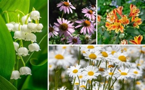 10 Best Washington Perennials Photos And Growing Tips Garden Lovers