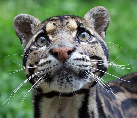 10 Incredibly Beautiful And Rare Wild Cats Nature Babamail
