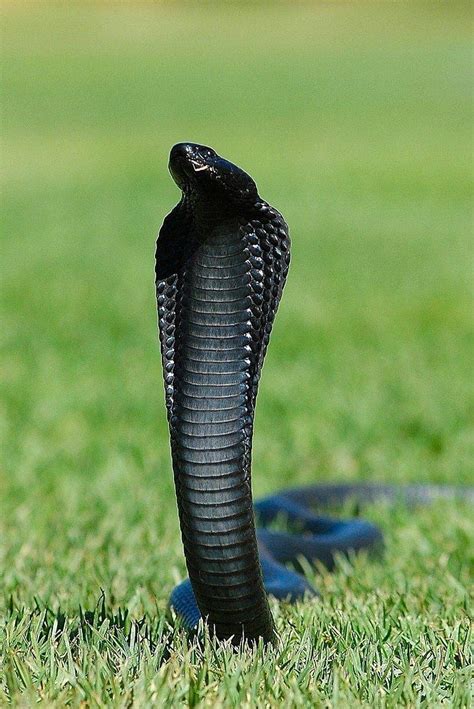 Black Cobra Indian King Cobra Snake HD Phone Wallpaper Pxfuel