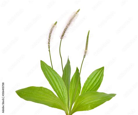 Plantago Media Known As The Hoary Plantain Isolated On White