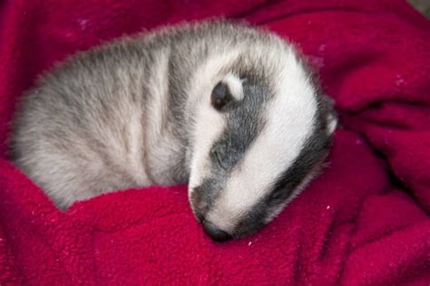 Badger Babies An Ultimate Guide About Badger Cubs