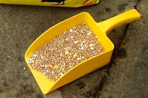 Feed Scoop Small Yellow Chicken Feed And Treats For Chickens Chicken