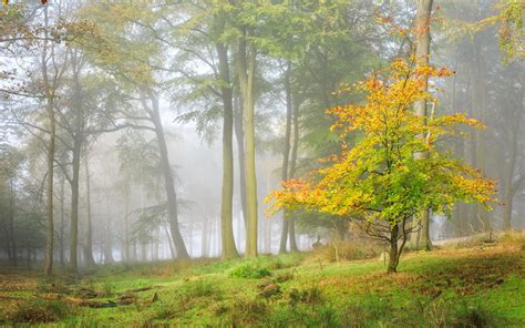 Seasons Autumn Forests Trees Fog Nature Hd Desktop Wallpaper