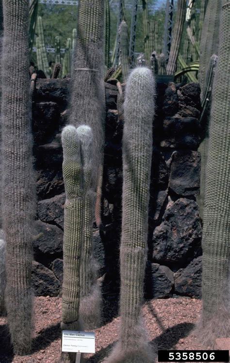 From wikimedia commons, the free media repository. old-man cactus, Cephalocereus senilis (Caryophyllales ...