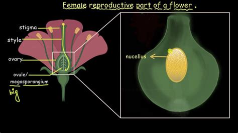 Reproductive Part Of A Flower Sexual Reproduction In Flowering Plants Biology Khan Academy
