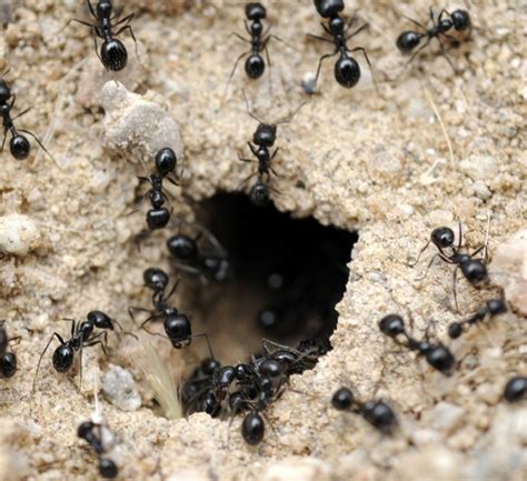 Ant Colony Structure And Organization Moyer