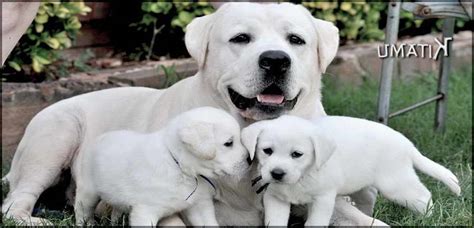 Their puppies are bred for type, temperament, intelligence and health. English Labrador Retriever Breeders Colorado | PETSIDI