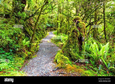Lush Rainforest Along Lake Mirian Walking Track In New Zealand Milford