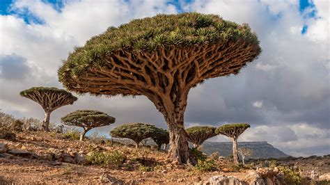This Tree In Yemen Has One Incredibly Unique Characteristic
