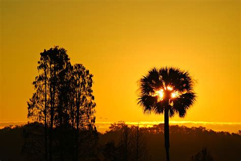 Sun Palm Sunrise On A Chilly Florida Winter Day John Flickr