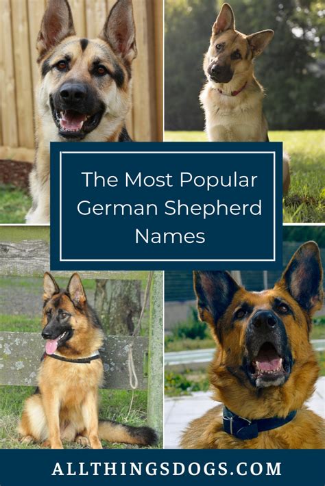 When Considering German Shepherd Names You Will Want To Think About