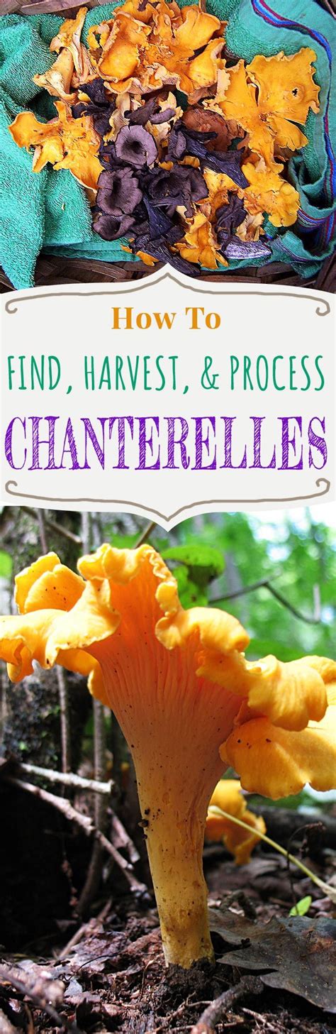 Storing Chanterelle Mushrooms All Mushroom Info