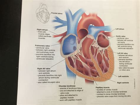 Heart Located In The Mediastinum Of The Thoracic Cavity Specifically