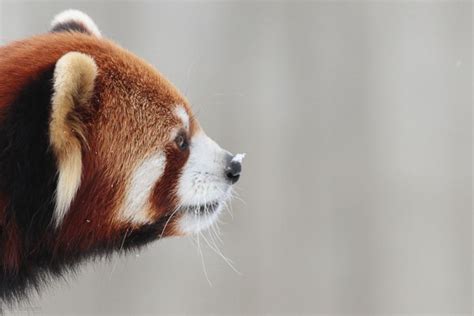 Excited Red Pandas Joyfully Roll Around In The Snow At The