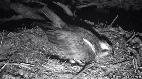Lady The Osprey Lays 69th Egg At Perthshire Reserve Bbc News