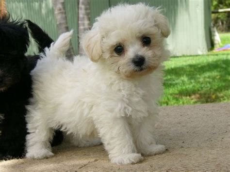 Bichon Poodle Mix Just Like Buster Baby Dogs Cute