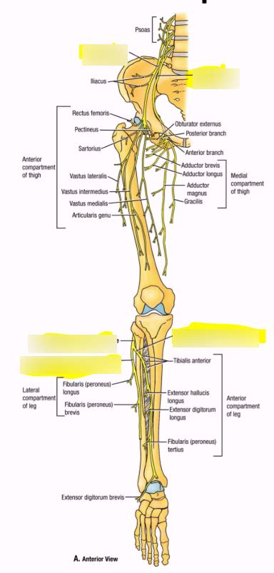 Nerves Of The Lower Limb Anterior Diagram Quizlet