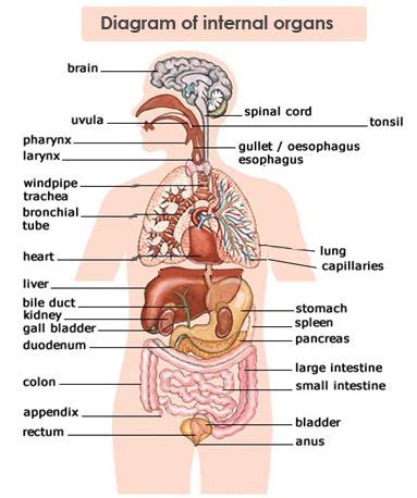 Image was already used in this comment image upload failed. Diagram Body Organs | Body organs diagram, Human body organs, Digestive system worksheet