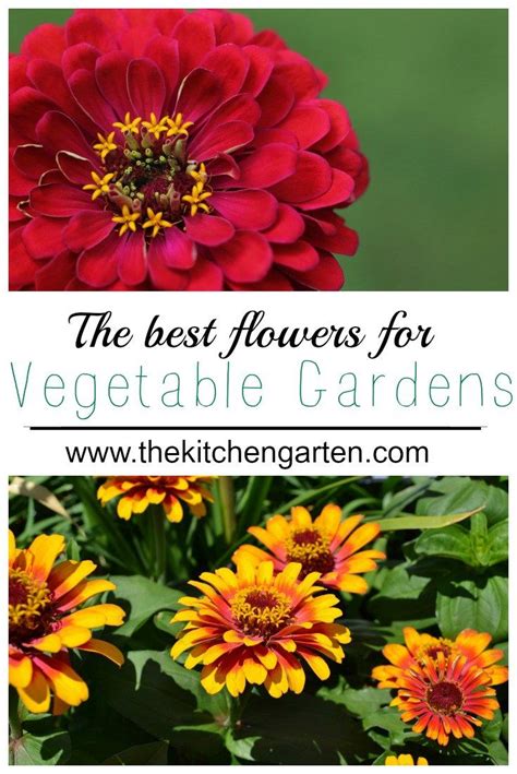Aug 27, 2019 · good thing these spring vegetable garden plants will grow even better when started during the cooler season. The Best Flowers for Vegetable Gardens (With images ...