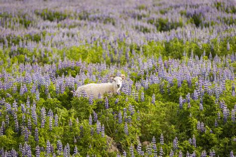 Iceland Sheep In Field Of Lupins Stock Photo