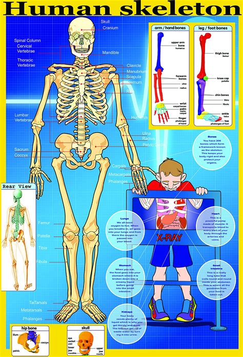 Laminated Educational Poster Your Skeleton Human Body Key Bones