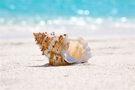 Best Animal Shell Stock Photos Pictures And Royalty Free Images Istock