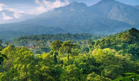 Hutan Di Indonesia Hujan Musim Sabana Bakau Gambut Tkj