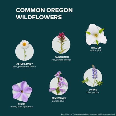All About Oregon Wildflowers Travel Oregon