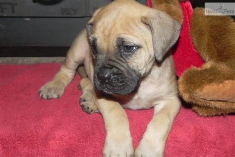 Meet Greta A Cute Bullmastiff Puppy For Sale For 800 Bullmastiff Akc