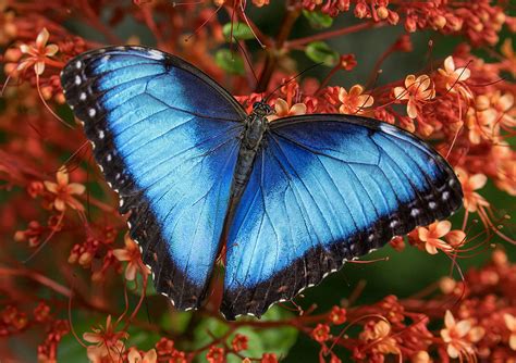 Blue Morpho Butterfly Posed On Clerodendrum Flowers Wings Flickr