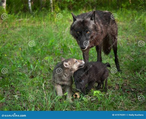 Black Wolf Canis Lupus And Frolicking Pups Stock Image Image Of