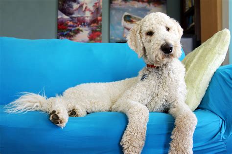 Features to consider when buying a dog food for goldendoodle puppies. 14 Best Dog Foods for Goldendoodles in 2020 | Canine Weekly
