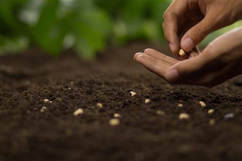 Sowing Seeds Of Health The Savor Project