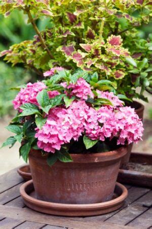 Dwarf Hydrangeas Burke S Backyard