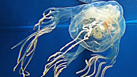 Queensland Teen Dies After Box Jellyfish Sting Sunshine Coast Daily