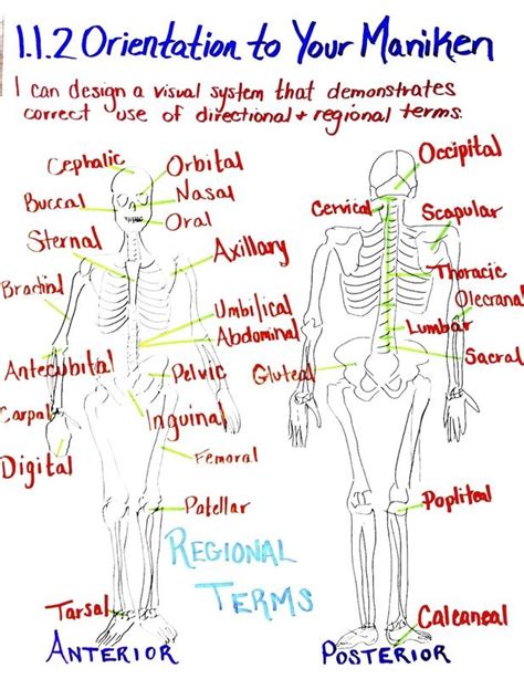 Human Body Systems Body Systems Human Body Systems Human Anatomy