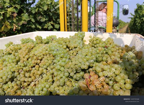 Harvesting Grapes Grape Yard Stock Photo Edit Now 1449745568