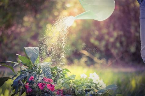 Watering Can Pouring Water Over Flowers Stock Image Image Of Farm