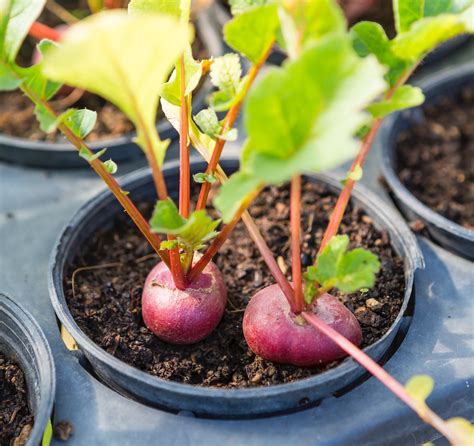 Growing Beets And The Best Varieties To Plant Kellogg Garden Organics