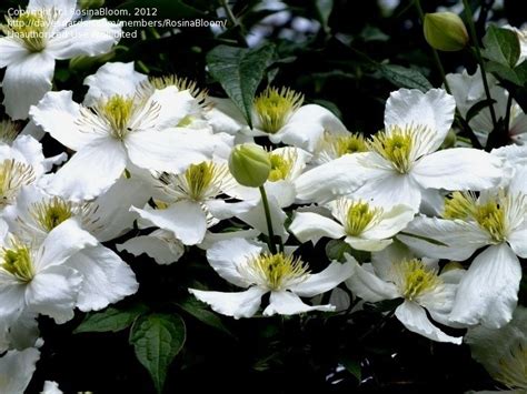Western white clematis, pepper vine, traveler's joy, virgin's bower. PlantFiles Pictures: Clematis Species, Virgin's Bower ...