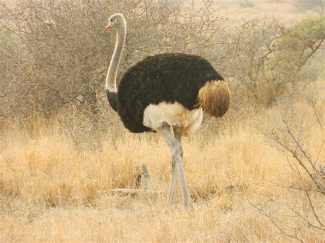 Watching The Sun Bake Ostrich A Bird With Its Head Out Of The Sand