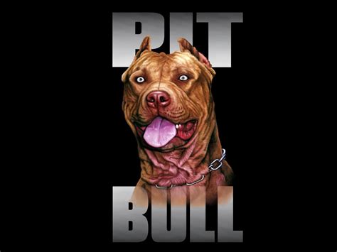 43 Pitbull Dog Wallpaper Hd Wallpapersafari