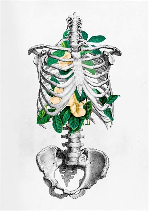 Pin By Milexis On Arte Anatomy Art Science Art Drawings Human