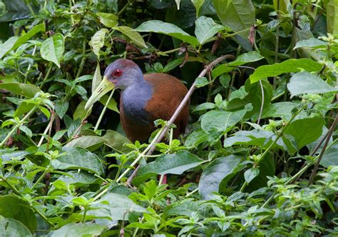 Aves De Costa Rica Lo Que No Te Puedes Perder