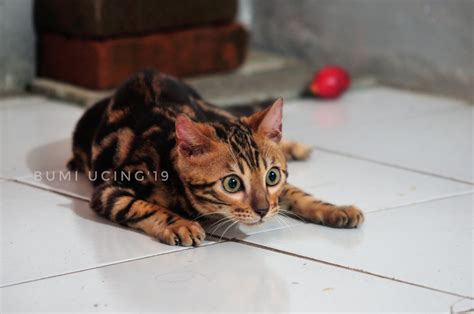 Keaslian jenis kucing bengal yang wajib diketahui. KUCING BENGAL INDONESIA: 15 HAL YANG TIDAK ANDA KETAHUI ...