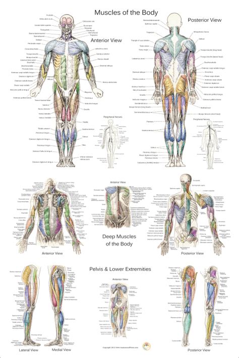 Upper torso anatomy / four abdominal quadrants and nine abdominal regions anatomy and physiology. Muscle Anatomy Poster - Anterior, Posterior and Deep Layers