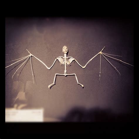 Vampire Bat Skeleton Flickr Photo Sharing