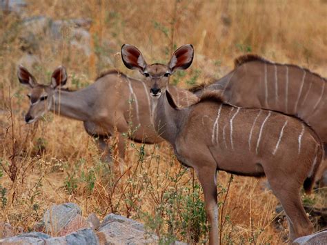 However, millions of these animals still cover the african savanna. Greater Kudu (Tragelaphus strepsiceros) | Our Wild World